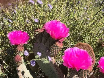 The beavertail cactus has fleshy pads that can store water. Elize Van Zandt