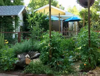 Tomatoes, basil and marigolds in a large planting of companions. Joyce Hill