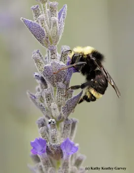 Bombus vosnesenskii foraging on lavender in a Vacaville, Calif. garden. (Photo by Kathy Keatley Garvey)