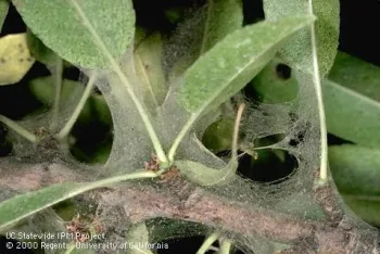 Reduce conditions favorable to spider mites by providing adequate water for your plants and reducing dust on and around the leaves. (Photo: UC IPM)