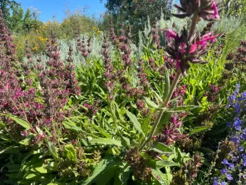 Tubular pink flowers on a flower stock over a low growing plant.