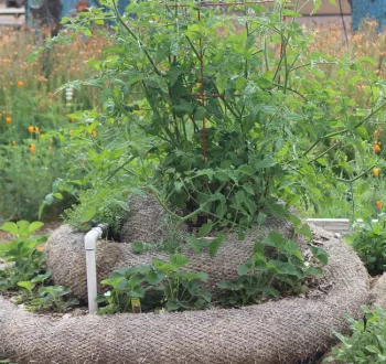 Vegetables grown in wattle