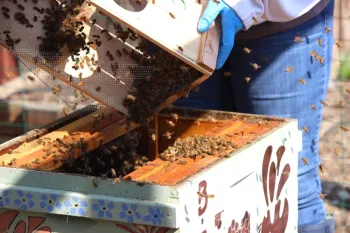 Installing package bees