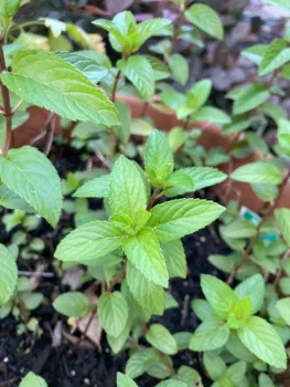Chocolate mint growing in a pot. (Photo: Ann Edahl)