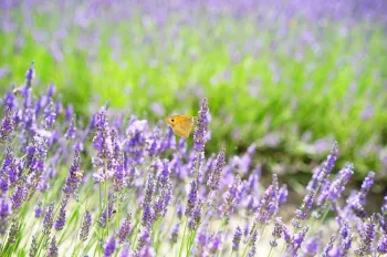 Yellow butterfly perched on a lavender flower.