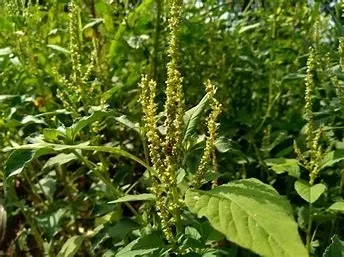 Palmer amaranth