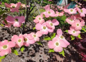 'Stellar Pink' dogwood. Jeanette Alosi