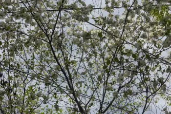 White dogwood blossoms in spring. J.C. Lawrence