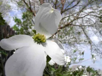 Flowering dogwood bracts. UC ANR
