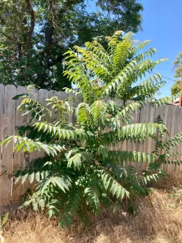 Remove trees-of-heaven around the home to reduce host plants for spotted lanternfly. This small backyard tree, and the towering tree in the background, are trees-of-heaven growing in Clovis. (Photo: Jeannette Warnert)