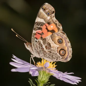 Butterfly at rest with wings folded.