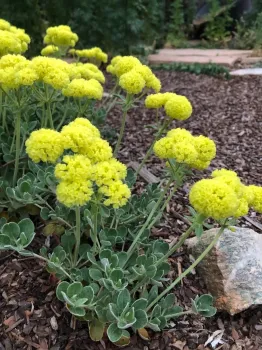 Bright yellow flowering plant.