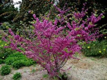 Bright purple pink flowering shrub.