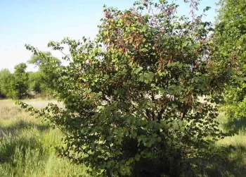 Redbud with leaves and seed pods in mid to late spring at Verbena Fields in Chico. Laura Lukes