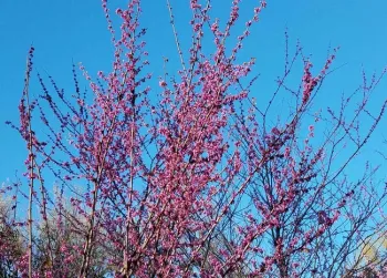Redbud in bloom. Jeanette Alosi