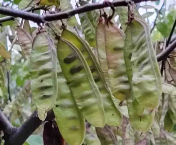 Redbud seed pods. Jeanette Alosi