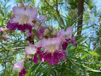 Desert Willow blooms in the Master Gardener Demonstration Garden. Laura Kling