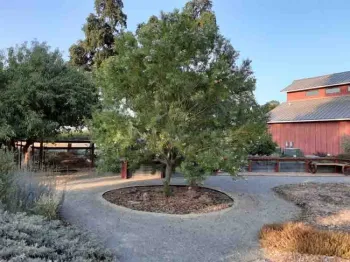 Desert willow - C. Linearis is a small landscape tree. Laura Lukes