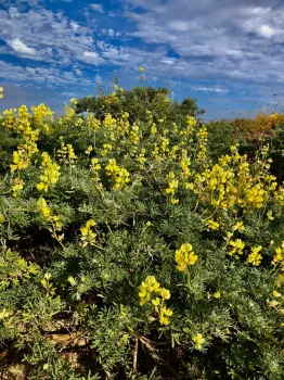 Yellow bush lupines thriving at Doran Regional Park, Bodega Bay. (Photo by Kathy Keatley Garvey)