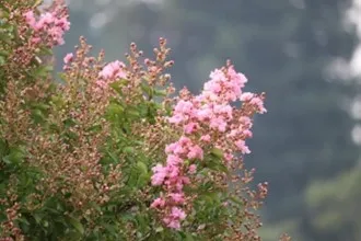 Photo of crape myrtle