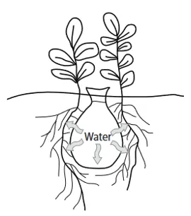 Image of olla water flow.