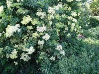 Elderberry flowers. Mike Flanner