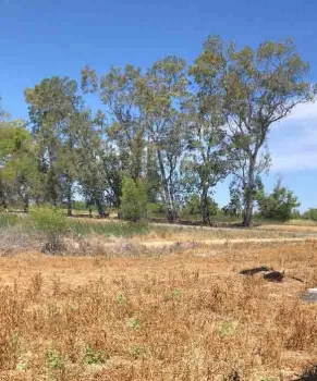 Site of planned Native Plant Garden at the Sacramento National Wildlife Refuge. Mary Wrysinski