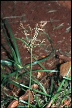 Purple nutsedge. (Photo: Joseph DiTomaso)