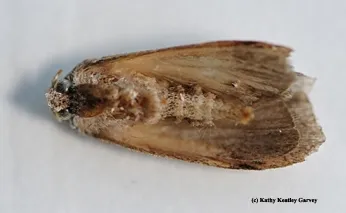 The larvae of the greater wax moth (Galleria mellonella) are pests of honey bee colonies. (Photo by Kathy Keatley Garvey)