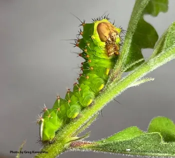 A Polyphemus (silk moth) caterpillar. (Raised and photographed by Greg Kareofelas)