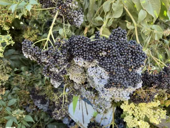 Ilustración 1. Las bayas de saúco están listas para ser recolectadas cuando la floración blanca polvosa está desapareciendo y tienen brillosa.