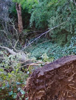 12 - Dec 2025 - Extremes - downed tree [pauline sakai]