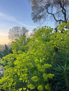 07 - July 3025 - Water-wise, [Cynthia Tran]