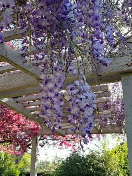 04 - April 2025 - Fragrant - IMG_3563 [ps]