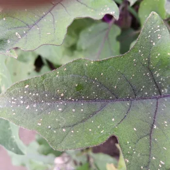 An eggplant leaf riddled with tiny shotholes.