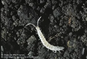 Garden symphylan (Image from UC IPM program)