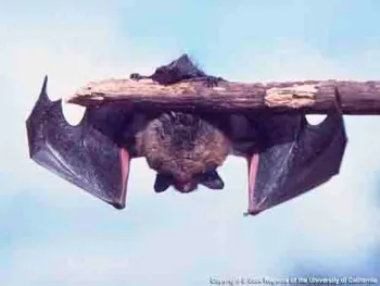 Learn all about bats at the Master Gardeners' Nov. 16 workshop. Joseph DiTomaso, UC Regents