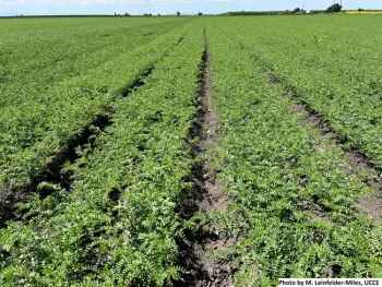 Fig. 1 Garbanzos at flowering.