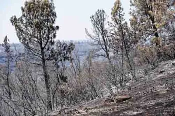 Park Fire burn area, looking northwest from Highway 32. Ideal environment for the mating of black fire beetles. Allen Dixon