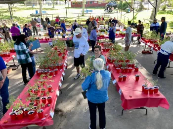 Plant Sale