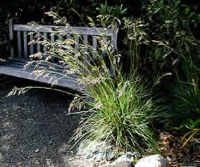 California Fescue_AA