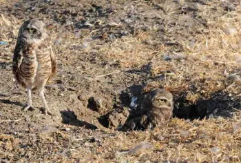 Burrowing owls. Kathy Keatley Garvey, UC Davis