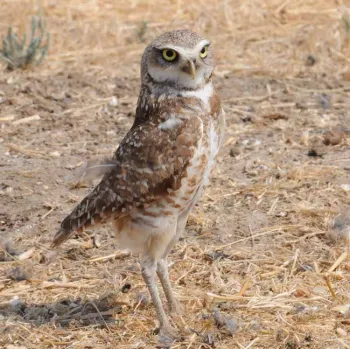 Burrowing owl. Kathy Keatley Garvey, UC Davis