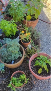 Picture of planter pots with various plants potted in them.