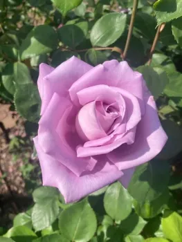 As the weather cools in the fall, the last of the year's roses bloom. (Photo: Jeannette Warnert)