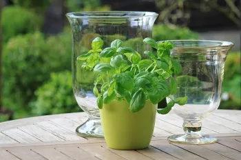 Cut basil in a large mug.