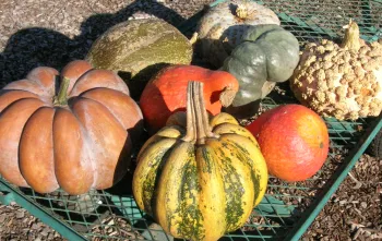 Several kinds of winter squash