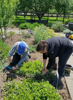 Two Butte County Master Gardeners playing in the All-Star garden section of our Demonstration Garden.