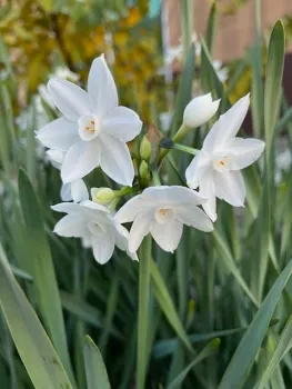 Close up of white flowers with small yellow centers.