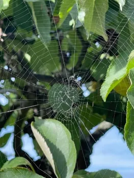 Spiraling spider web hanging from a tree.